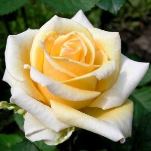 Роза Casanova (Казанова) 90-120 см