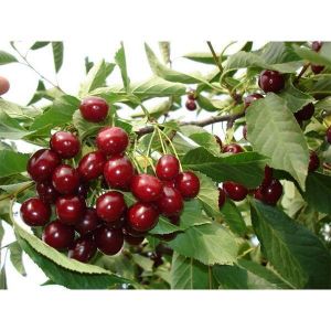 Черешня Ярославна