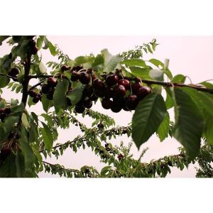 Черешня Джерело