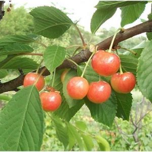 Черешня Розовинка Ранняя