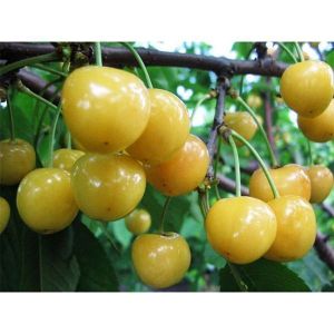 Черешня Желточек