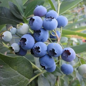 Черника садовая (голубика) Легаси