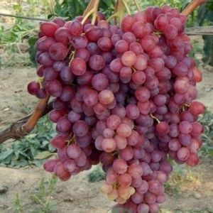 Виноград розовый суперранний кишмиш Велес