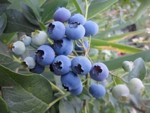 Подкислитель почвы (сера гранулированная) для голубики, гортензий и других кислотолюбивых растений