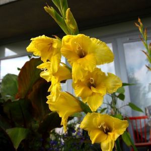 Гладиолус Нова Люкс (Nova Lux)