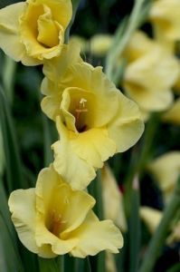 Гладиолус Нова Люкс (Nova Lux)