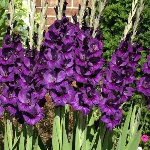 Гладиолус Пёрпл Флора (Purple Flora)
