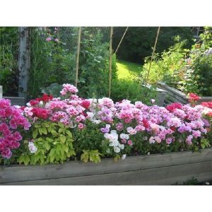 Годеция крупноцветковая Рембрандт