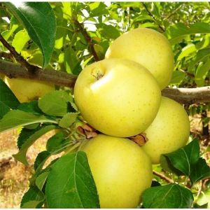 Яблоня Голден Гибсон Смути 2-х летняя