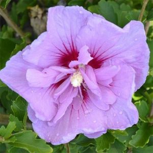 Гибискус сирийский Lavender Chiffon (Лавендер Шифон) до 200 см