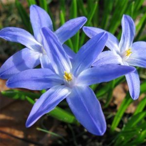 Хионодокса Luciliae (Люцилия)