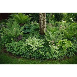 Хоста Кристмас Три (Christmas Tree)