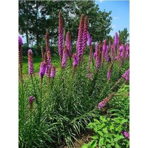 Лиатрис Spicata (Спиката)