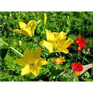 Лилия Yellow Cocotte (Йеллоу Кокот)