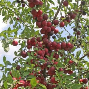 Абрикос Мелитопольский Черный