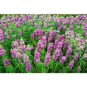 Монарда цитрусовая (Бергамот)