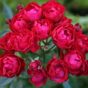 Роза Morsdag Red (Морсдаг Ред) 40-50 см