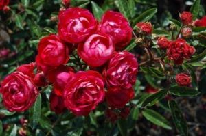 Роза Morsdag Red (Морсдаг Ред) 40-50 см