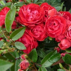 Роза Morsdag Red (Морсдаг Ред) 40-50 см