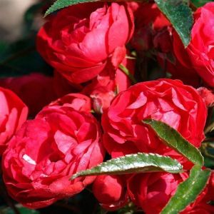 Роза Morsdag Red (Морсдаг Ред) 40-50 см