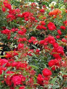 Роза Morsdag Red (Морсдаг Ред) 40-50 см