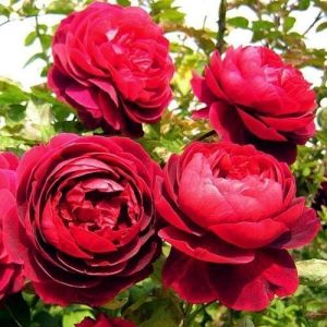 Роза Morsdag Red (Морсдаг Ред) 40-50 см