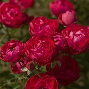 Роза Morsdag Red (Морсдаг Ред) 40-50 см