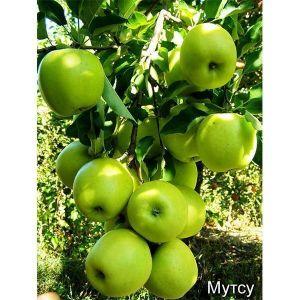 Яблоня Мутсу 2-х летняя