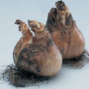 Нарцисс Manly (Мэнли)