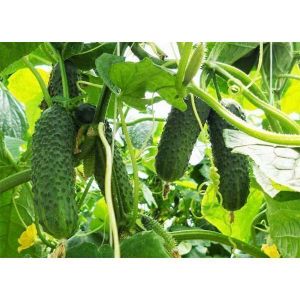 Огурец Седрик F1