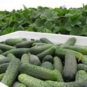 Огурец Аваланж F1