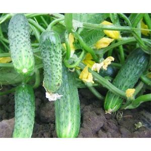 Огурец Конкурент