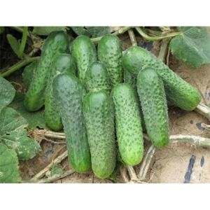 Огурец Цезарь F1 0,5 г