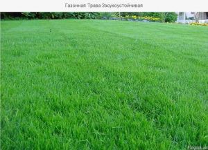 Органическое удобрение Джерело для газонной травы 500 мл