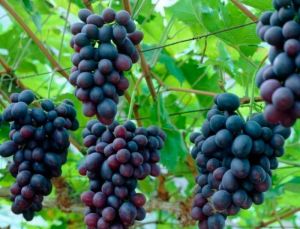 Органическое удобрение Джерело для ягодных культур 500 мл