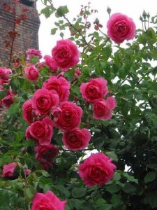 Роза Parade (Парад)