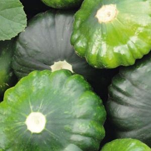 Патиссон Старшип F1