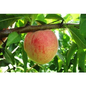 Персик Памяти Шевченко