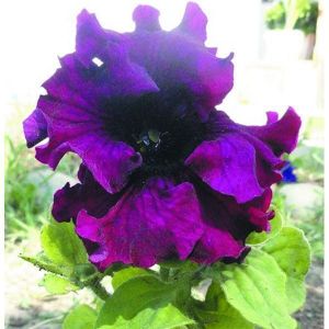 Петуния крупноцветковая серия Лимбо F1, пурпурная