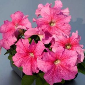 Петуния карликовая многоцветковая Звездопад