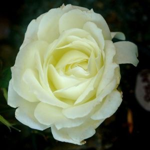 Роза Polar Star (Полар Стар) 90-100 см