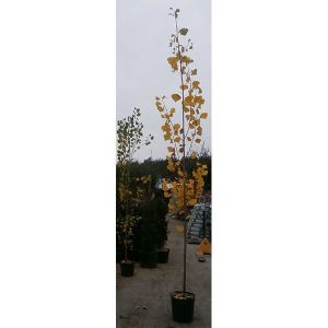 Тополь пирамидальный Italica (Италика)