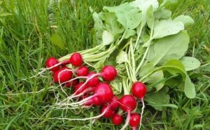 Редис Игрок 4 г