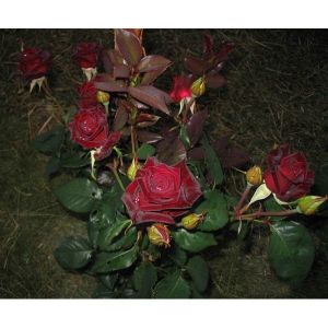 Роза Black Baccara (Блек Баккара) 80-100 см