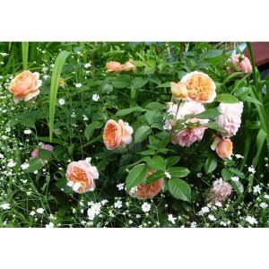 Роза Chippendale (Чиппендейл)