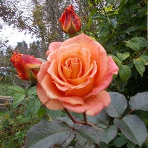 Роза Doris Tijsterman (Дорис Тистерман)