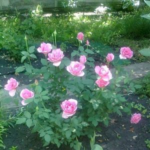 Роза Eiffel Tower (Эйфель Тауэр)