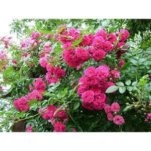 Роза Family Pink (Фемили Пинк) 200-400 см