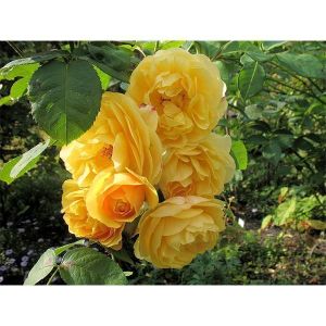 Роза Family Yellow (Фемили Еллоу) 200-400 см