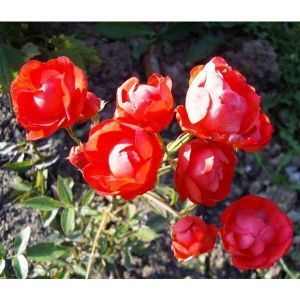 Роза Morsdag Orange (Морсдаг Оранж) штамбовая